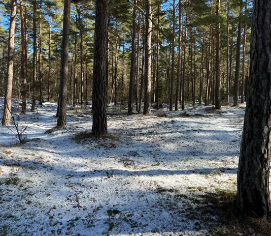 Tallskog med lite snö på marken i Skummeslöv.