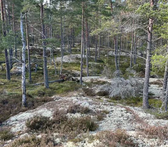 En tallrik skog är vad som väntar när SM Ultralång avgörs i Bråvikenterrängen den 30 mars