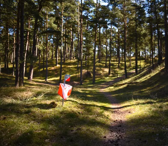 Kontroll i tallskog med solsken