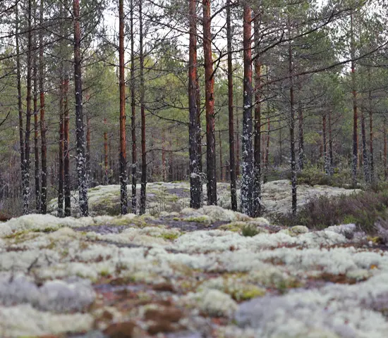 God sikt och fina berghällar väntar deltagarna på veteran-SM 2024.