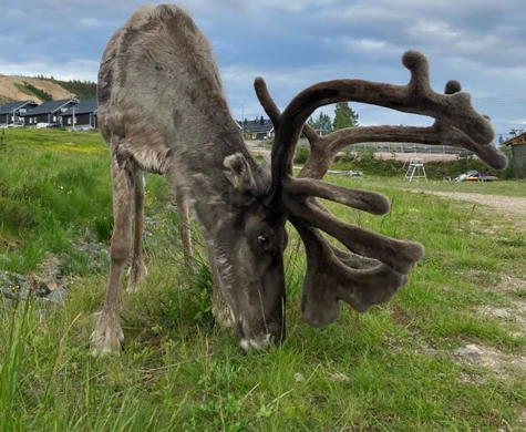 En ren på Idre Fjäll