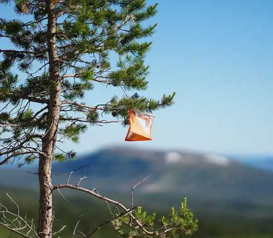 Kontroll hängandes i träd