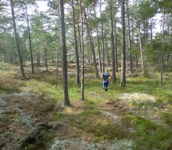 Fin skog